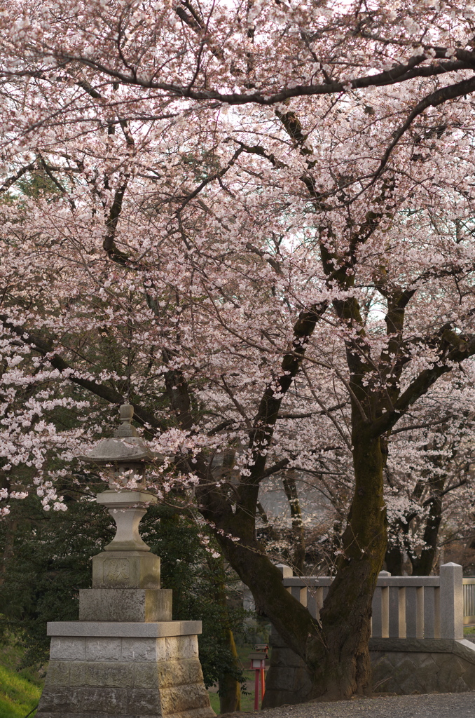 神社の桜