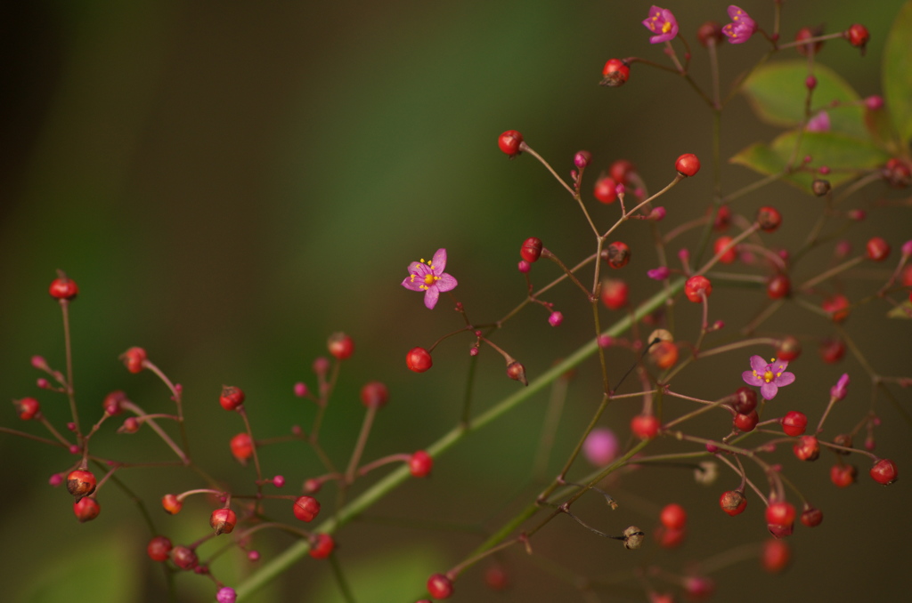 秋に咲く花