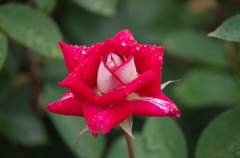 雨の日の薔薇（３）