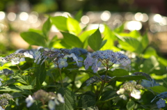 紫陽花