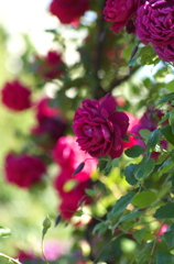 薔薇