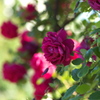薔薇