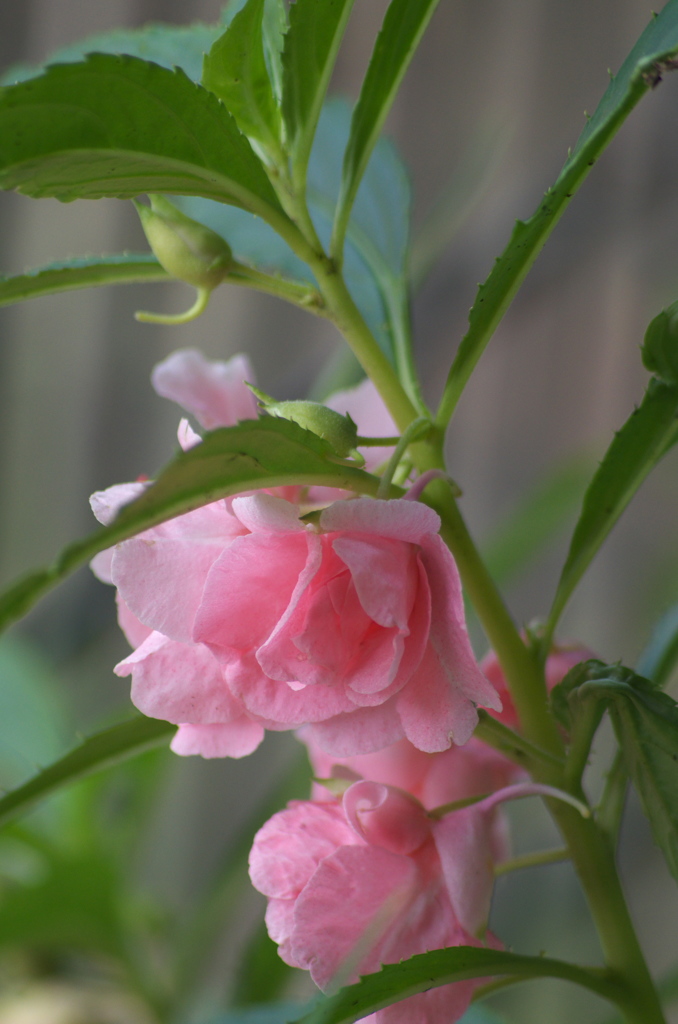 鳳仙花