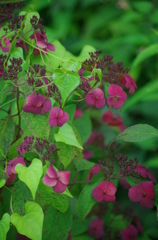 朽ちゆく紫陽花（赤紫）