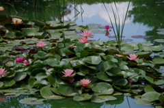 尾根見の池（花菜ガーデン）