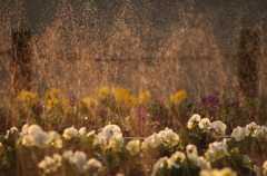 花壇の夕景