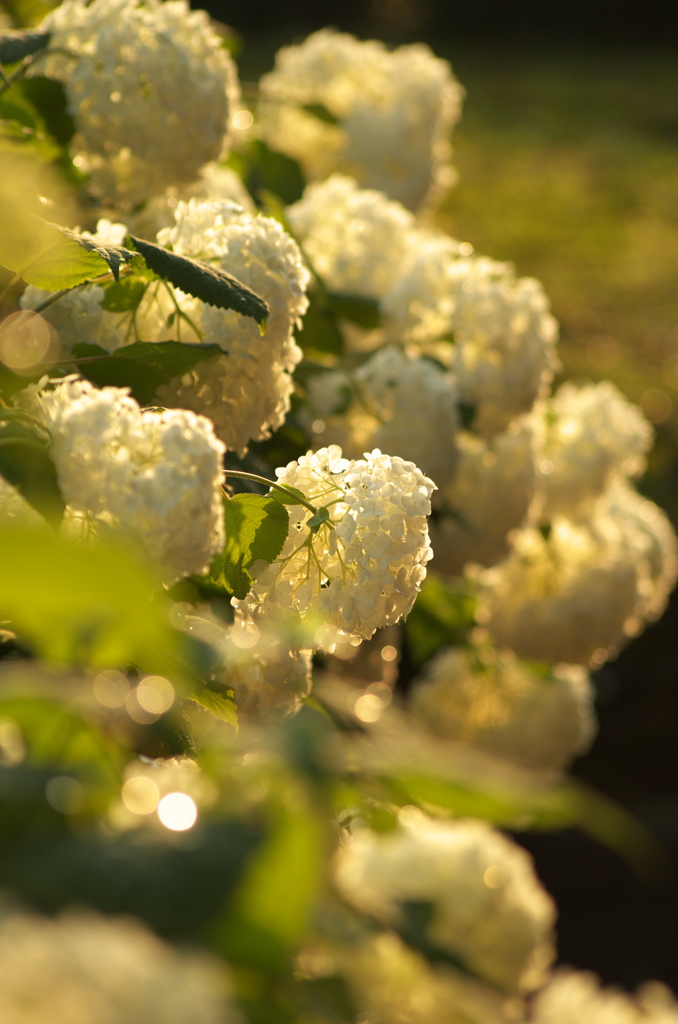 紫陽花