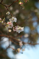 十月桜