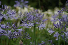 愛の花（２）