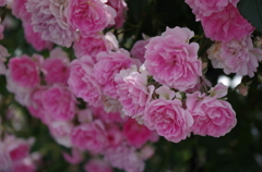 ピンクの薔薇