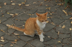河原のノラ猫さん