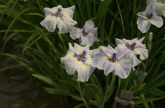 花菖蒲
