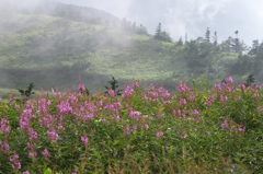 高原の花