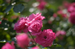 薔薇
