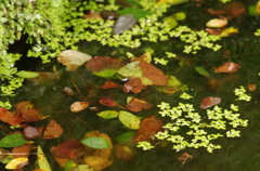 水草