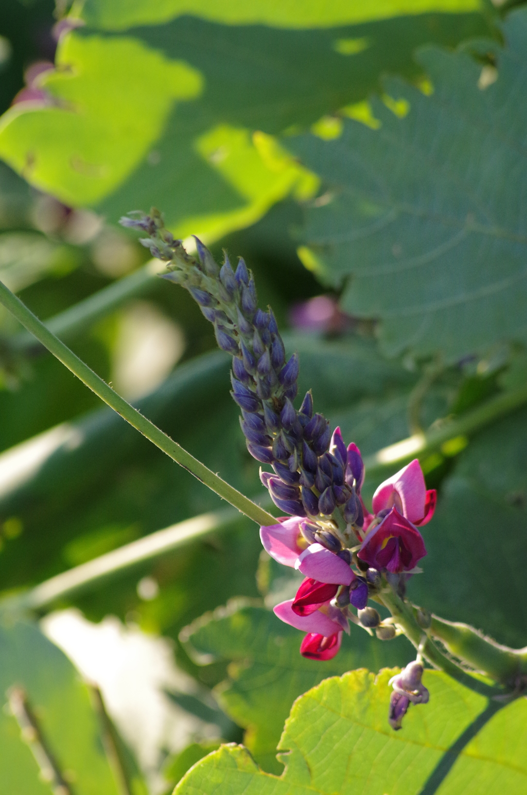 葛の花