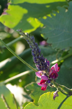 葛の花