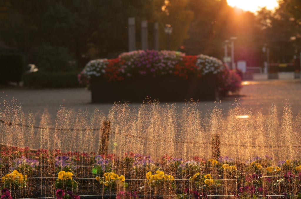花壇の夕景