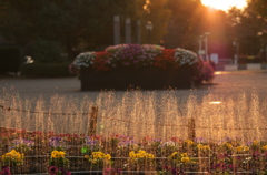 花壇の夕景