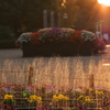 花壇の夕景