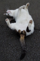 のびのびにゃん