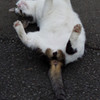 のびのびにゃん