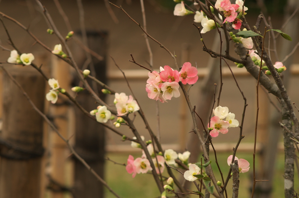 木瓜の花