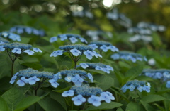 紫陽花