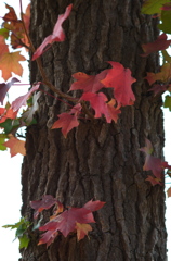 紅葉