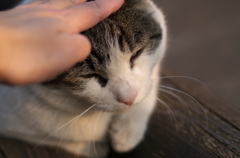 なでなで