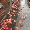 秋の足跡
