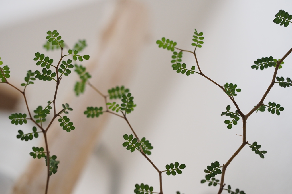 green②