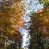 Englischer Garten im Herbst①