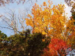 紅葉と秋空