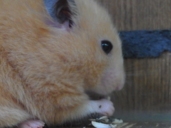 お食事中