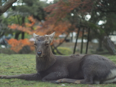 奈良公園　お写ん歩