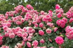 薔薇が満開♪
