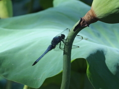 P7251582