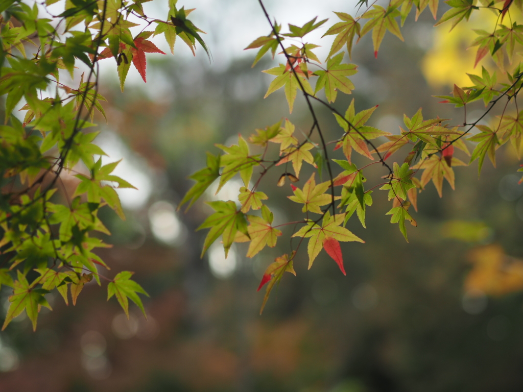 ちょこっと紅葉