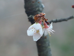 冬の桜