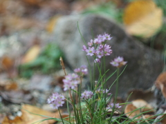 お花
