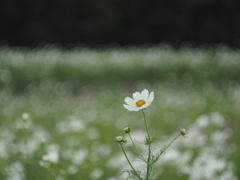 秋桜