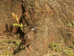 お写ん歩中にいた鳥さん