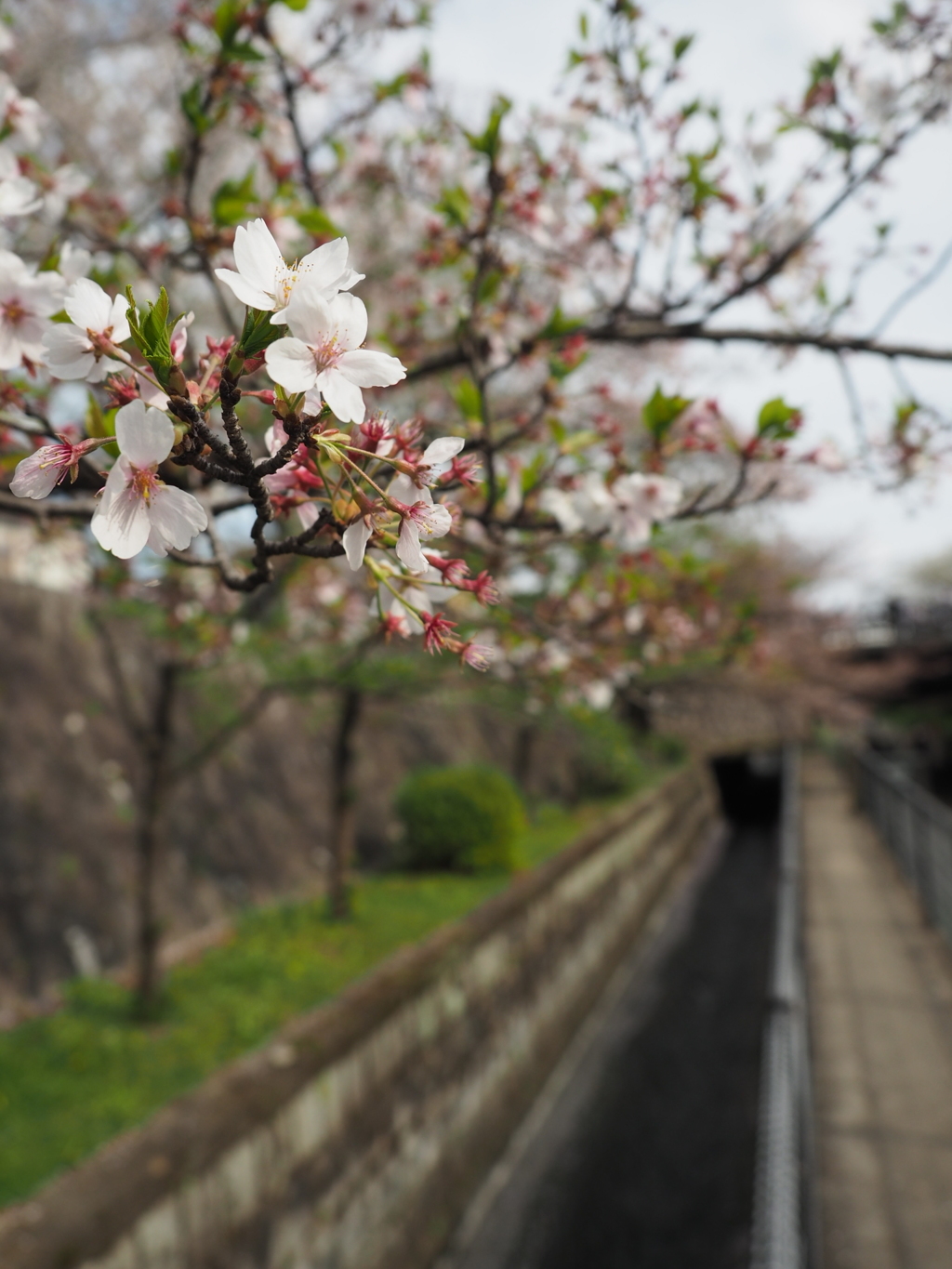 桜