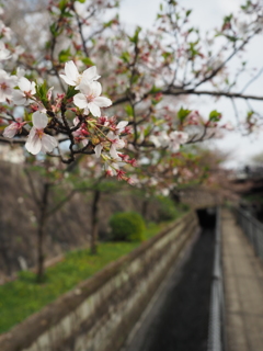 桜