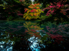 関西も紅葉の時期が来た！