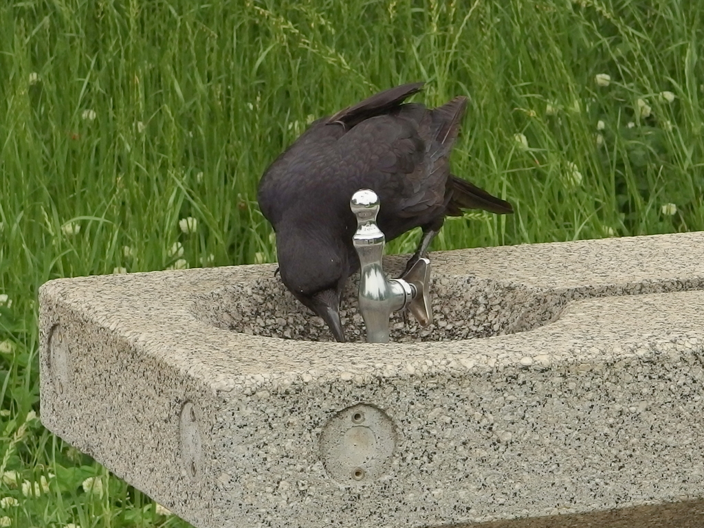 給水中のカラスさん