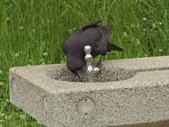 給水中のカラスさん