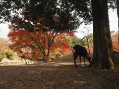 奈良公園お写ん歩