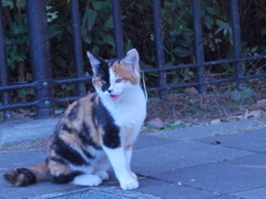 猫様